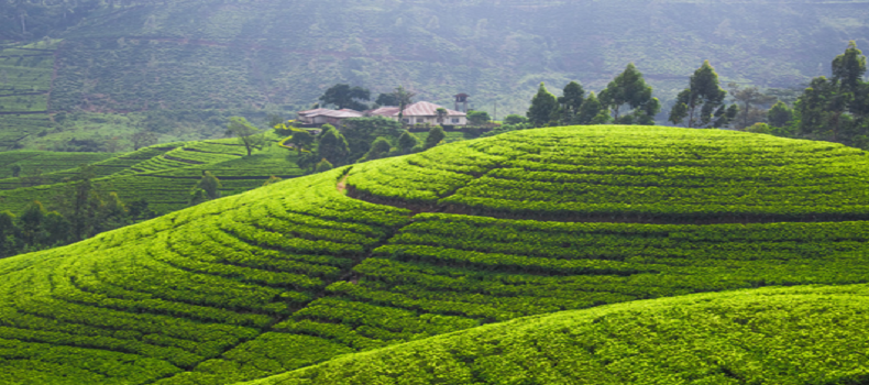 綠洲懷藥三項農產品被納入全國名特優(yōu)新農產品